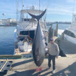 2022 - Adam Kibel caught this amazing 848 lb Blue Fin Tuna off of North Carolina